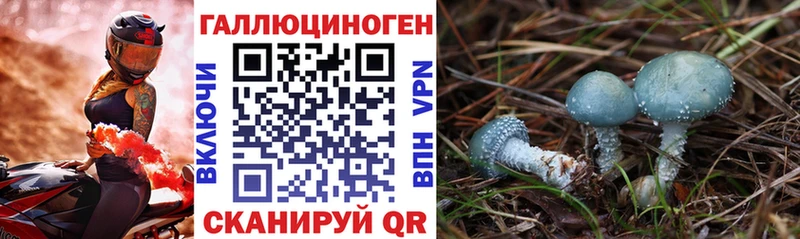 Купить закладки  Кувшиново  Псилоцибиновые грибы Psilocybe 